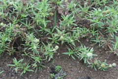 Spermacoce verticillata